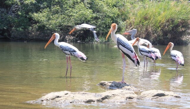 Ranganatittu Birds Sanctuary Mysore