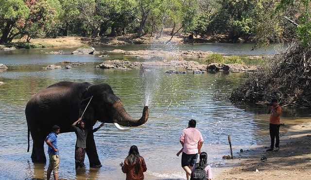 Dubare Elephant Camp Kushalnagar